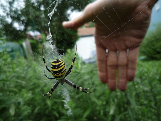 alt